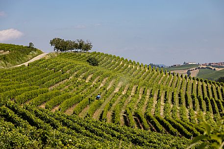 Monferrato Landscape Vineyards